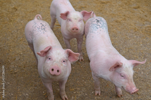 Many cute pigs in paddock at farm © New Africa