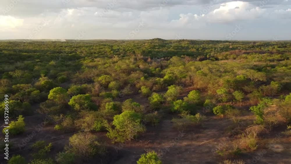 CAATINGA, VIDEO DE DRONE, DRONE NA CAATINGA, DRONE SOBREVOANDO A MATA, DRONE SOBREVOANDO FLORESTA, DRONE SOBREVOANDO A CAATINGA 