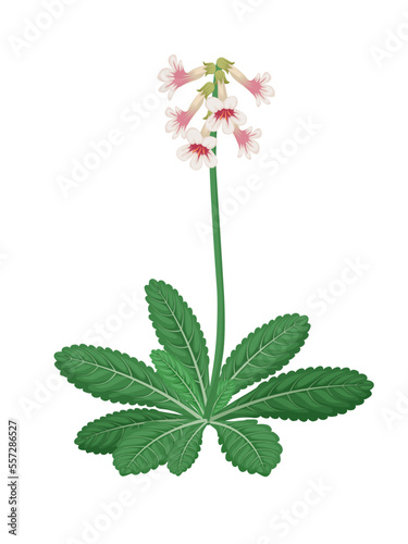 Rehmannia vector illustration, a herbal plant, isolated on white background. photo