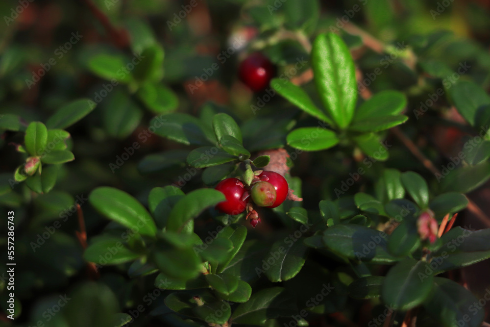 Obraz premium Tasty ripe lingonberries growing on sprig outdoors
