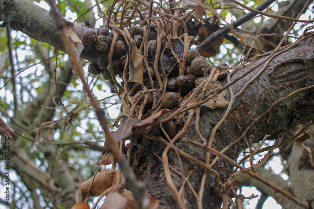 some snails living together in a tree