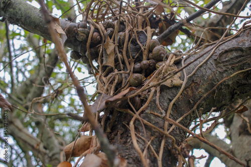some snails living together in a tree