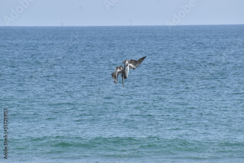 Pelícano )Pelecanus onocrotalus) cayendo en picada sobre bahía de Roca Blanca Oaxaca
