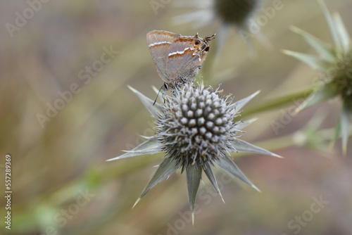 Mariposa sedosa gris sobre espino de burro
