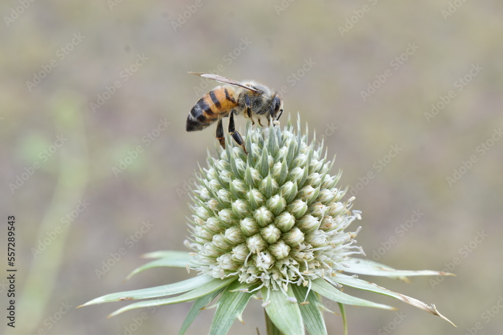 Abeja sobre espino de burro Abeja sobre espino de burro
