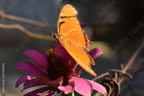 Mariposa Julia sobre flor rosa