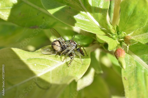 Araña manchada de jardin devorando mosca sobre una hoja