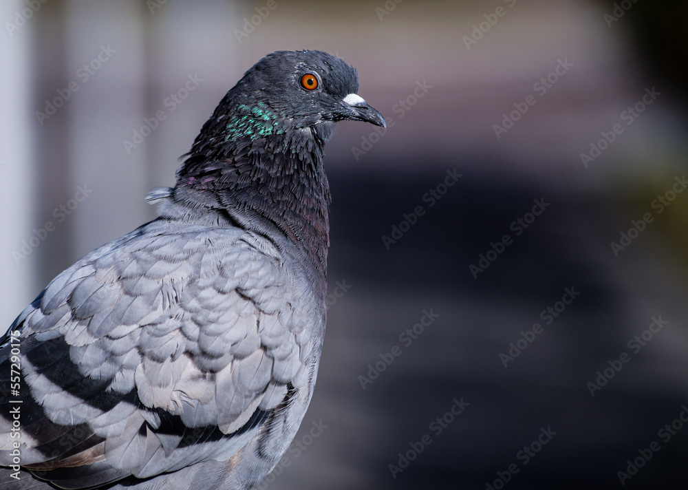 close up of a pigeon close up of a pigeon