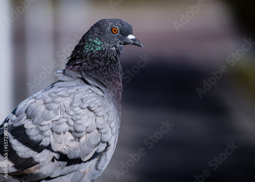 close up of a pigeon © niklas storm