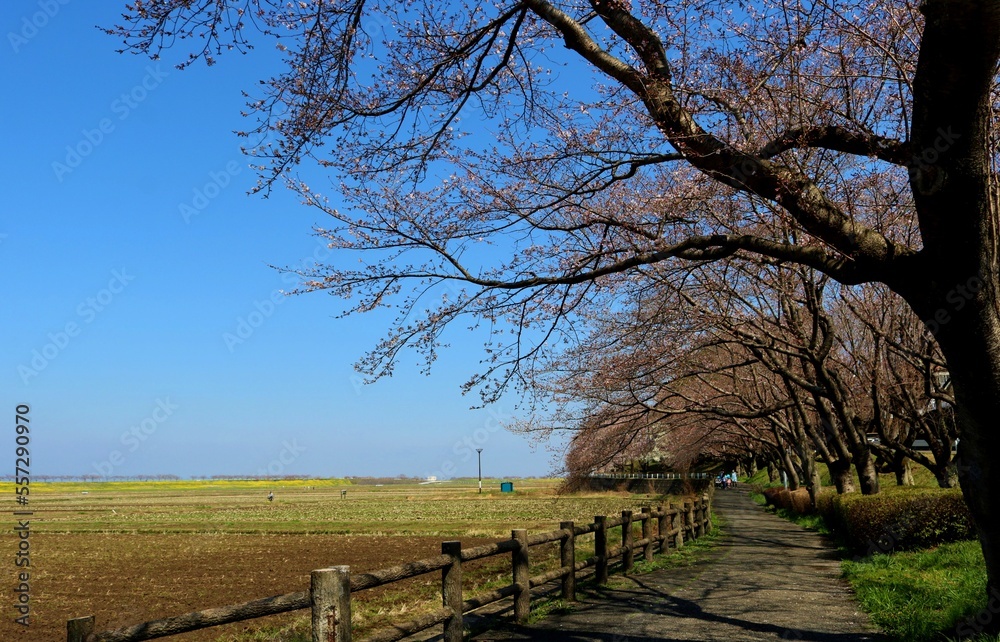 桜の花咲く散策路　田舎の風景