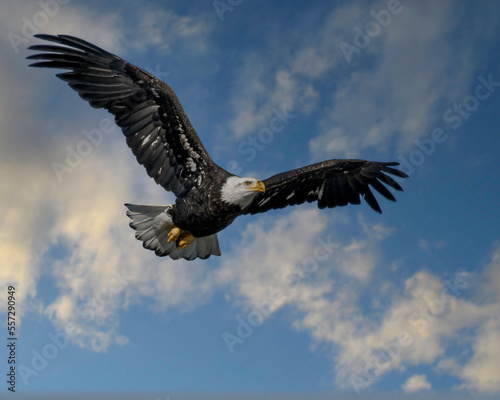 Soaring Eagle © ed