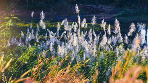 Wild Cane flower fields with sunlight (Saccharum spontaneum)