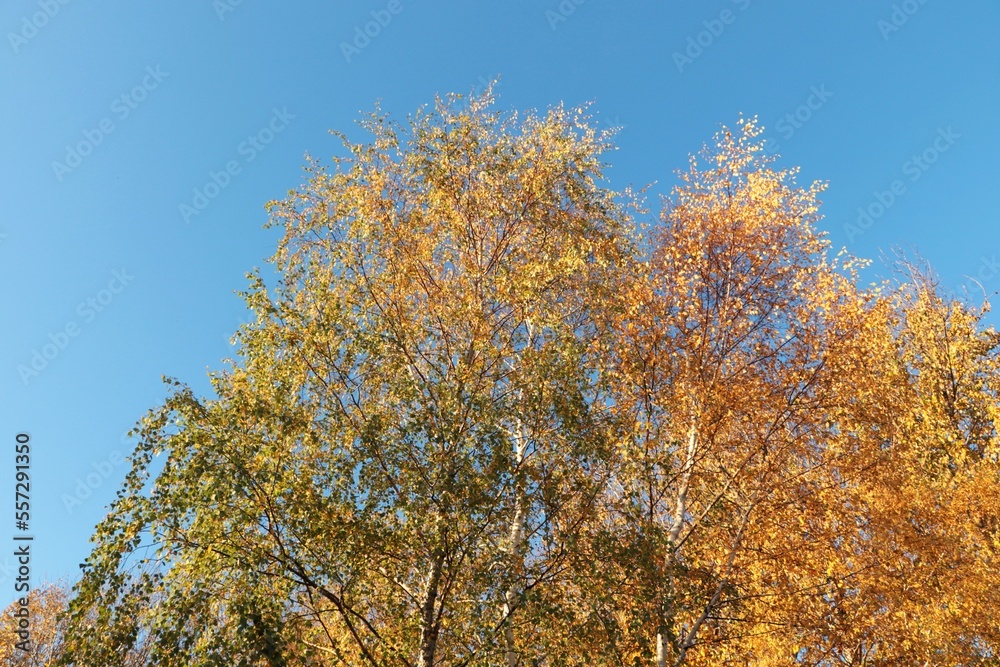 Beautiful trees with bright leaves against sky on autumn day, low angle view