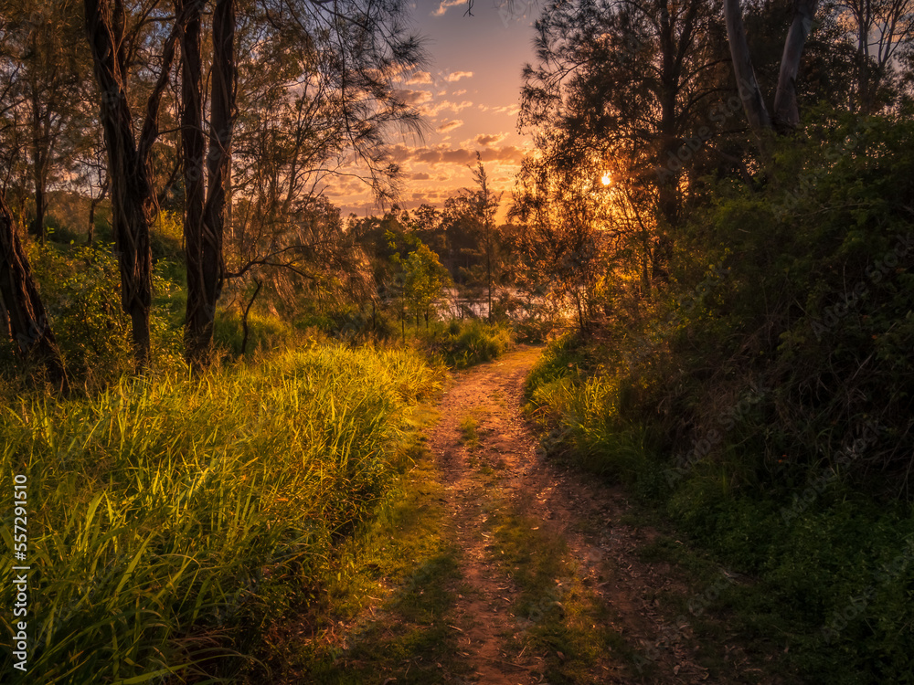 Fototapeta premium Track Through Bush in Afternoon Light