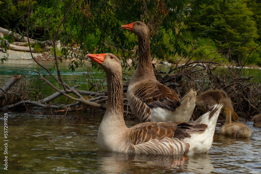 Fototapeta premium Happy Ducks