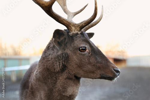 Fototapeta Naklejka Na Ścianę i Meble -  Brown stag with beautiful antlers in zoo, closeup