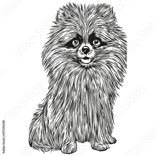 Pomeranian spitz dog hand drawn illustration, black and white vector pets logo line art