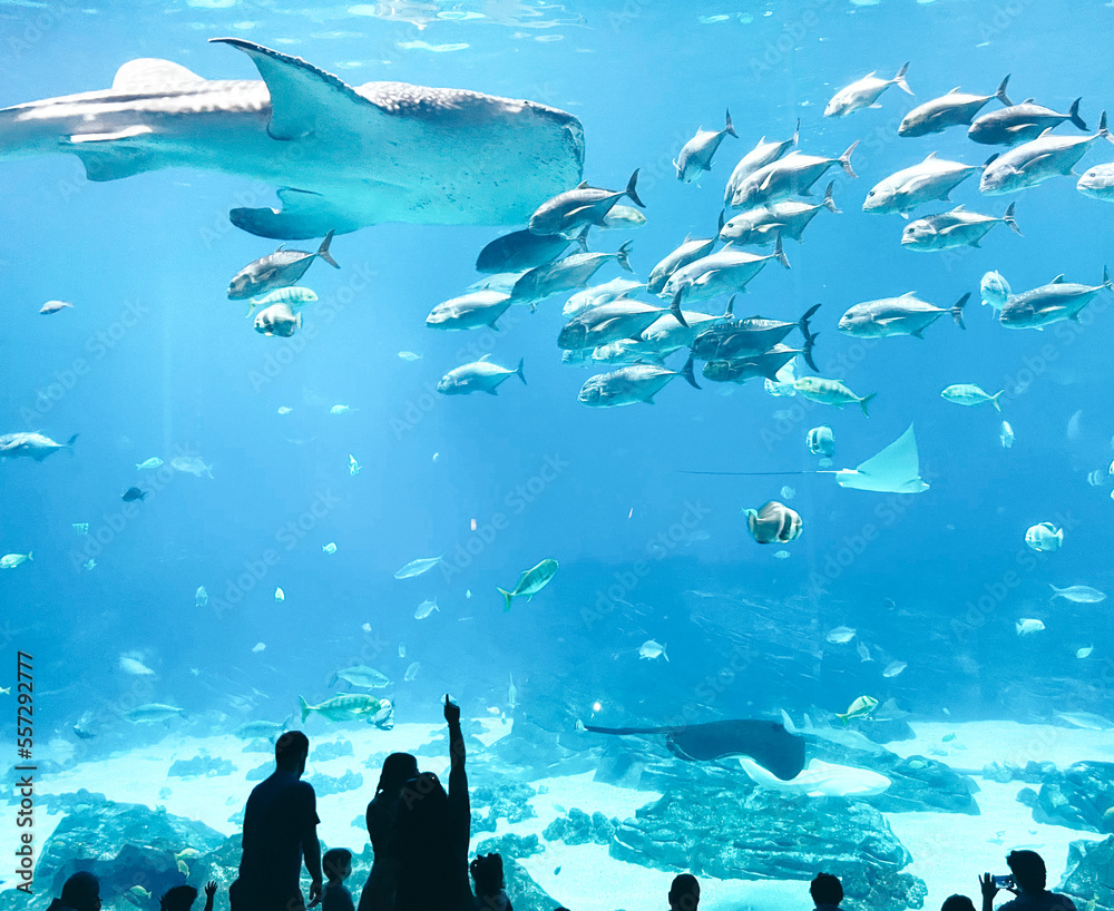 Fototapeta premium fishes in the sea