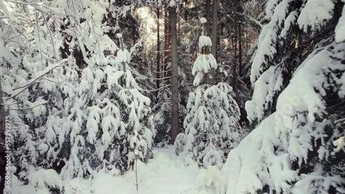 Wallpaper Mural Aerial of freshly snow covered trees in a beautiful forest winter scenery. Flying backwards between trees with snow covered ground. Warm morning sun shining through illuminating the scenery. 4K Torontodigital.ca