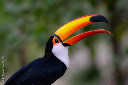 Toco Toucan with open beak closeup portrait on green background