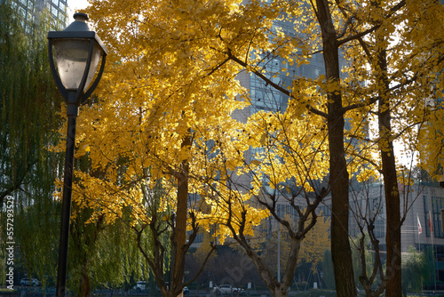 yellow leaves of ginkgo trees