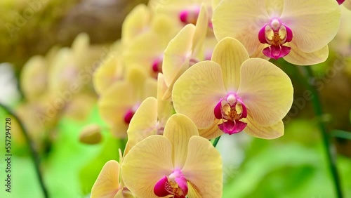 Yellow orchids in the garden
