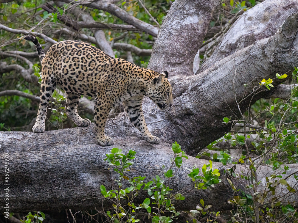 Wild Jaguar standing on fallen tree trunk in Pantanal, Brazil Wild Jaguar standing on fallen tree trunk in Pantanal, Brazil