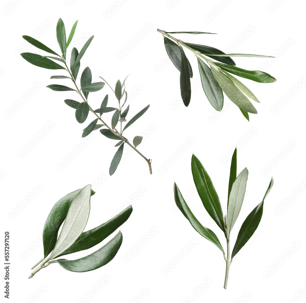 Set of olive twigs with fresh green leaves on white background Set of olive twigs with fresh green leaves on white background