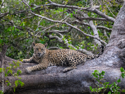 Wild Jaguar lying down on fallen tree trunk in Pantanal  Brazil