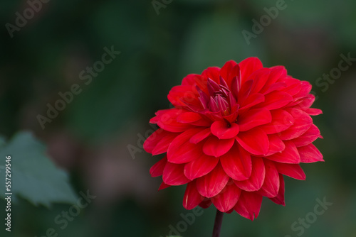Close up of blooming red dahlia flower  in garden with light blurred green leaves .