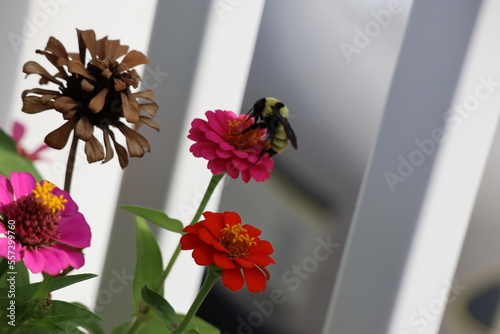 Pollination