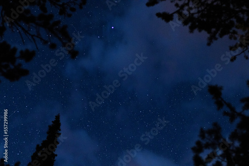 Night Sky Through the Trees Over Rocky Mountain National Park