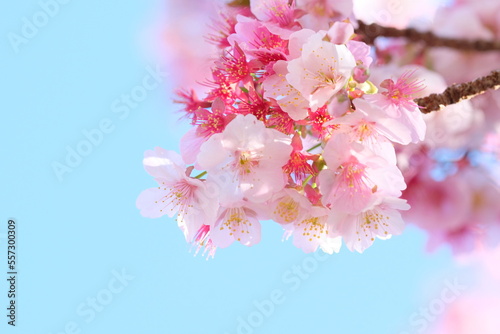 cherry blossom in full blooming