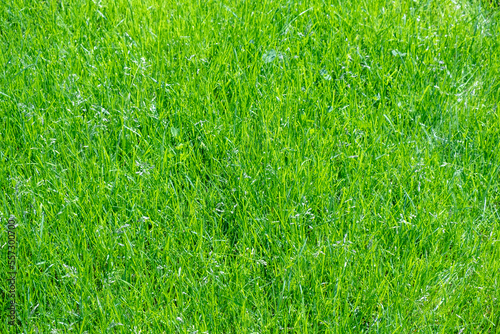 pattern of green grass