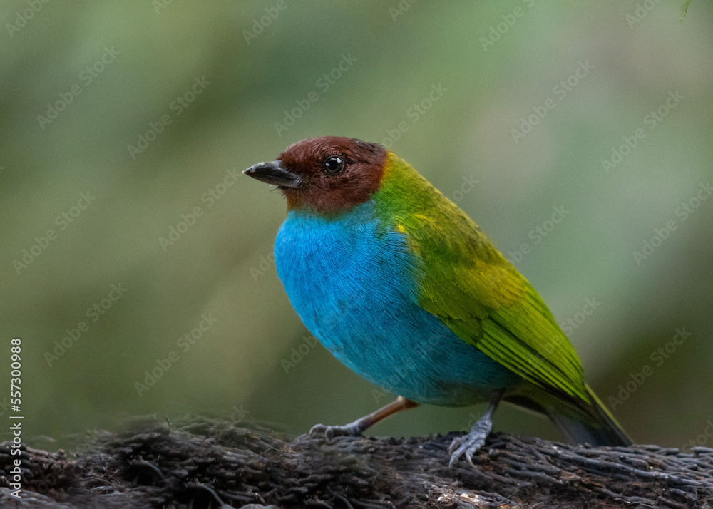 Bay Headed Tanager Costa Rica Cloud Forest