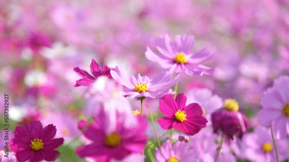 Beautiful cosmos flowers blooming in the garden. Cosmos flowers in nature. Cosmos flowers sway in the wind in the fields. Beautiful cosmos flowers blooming in the garden. Cosmos flowers in nature. Cosmos flowers sway in the wind in the fields.