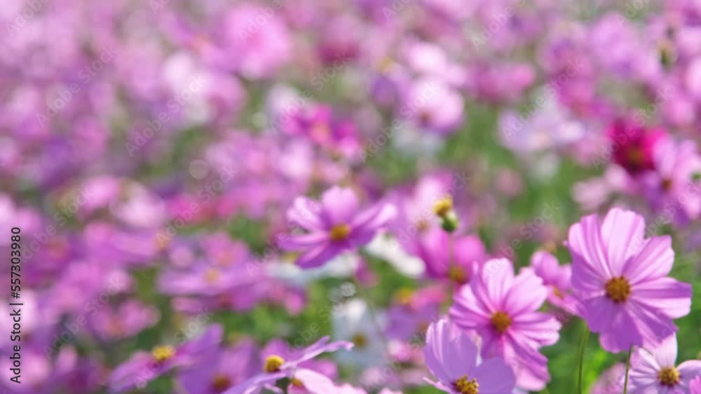 Beautiful cosmos flowers blooming in the garden. Cosmos flowers in nature. Cosmos flowers sway in the wind in the fields.