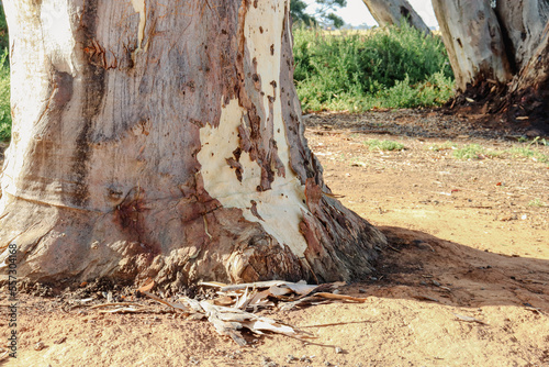 eucalyptus tree trunk