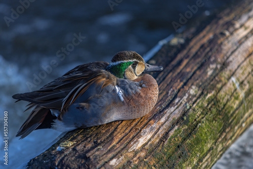 Baikal Teal Portrait Closeup Resting On A Tree Trunk Floating On Frozen Waters. Bimaculate duck or squawk duck Relaxing Under The Sun. photo