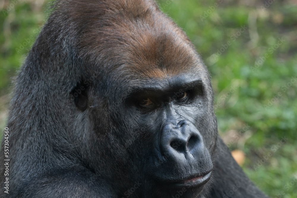 Fototapeta premium A Silverback Gorilla (Gorilla beringei beringei) Looking at the camera.