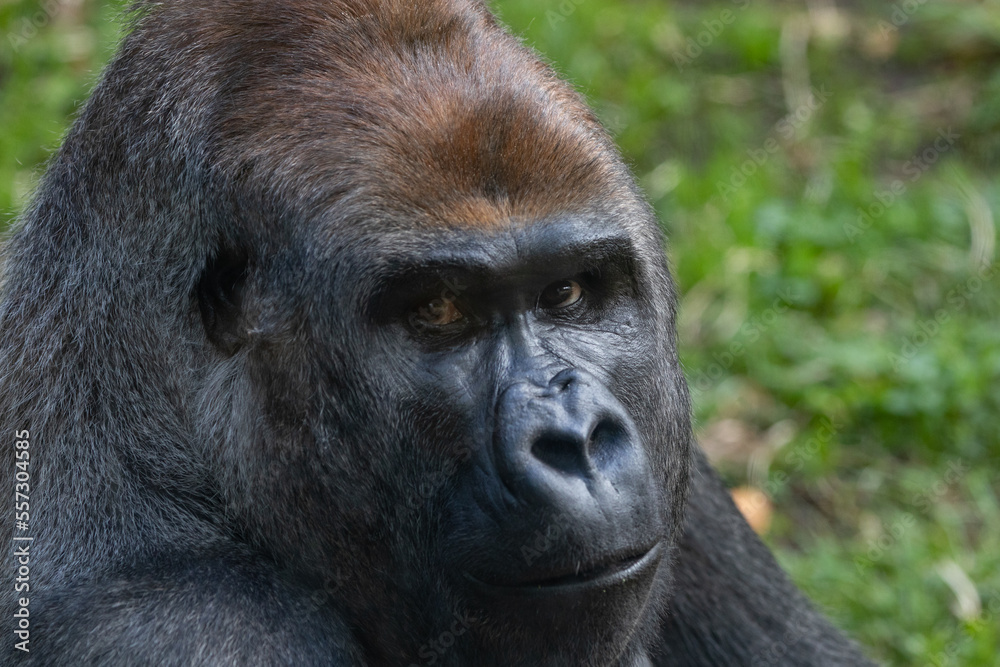 A Silverback Gorilla (Gorilla beringei beringei) Looking at the camera. A Silverback Gorilla (Gorilla beringei beringei) Looking at the camera.