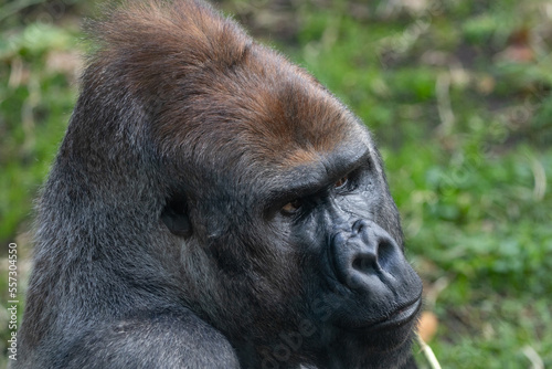 A Silverback Gorilla (Gorilla beringei beringei) Looking at the camera. © Grantat