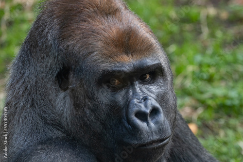 A Silverback Gorilla (Gorilla beringei beringei) Looking at the camera. © Grantat