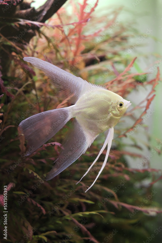 Obraz premium albino freshwater angelfish in the aquarium