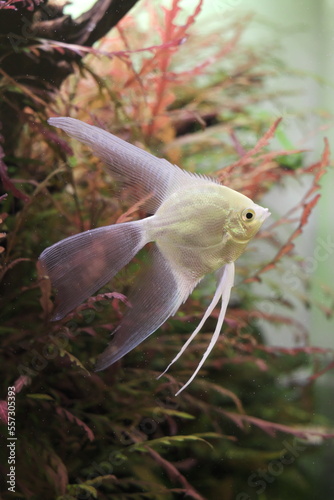 albino freshwater angelfish in the aquarium
