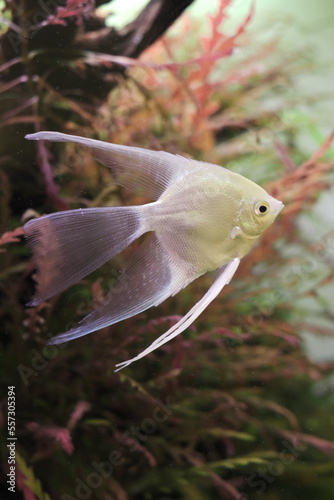 albino freshwater angelfish in the aquarium