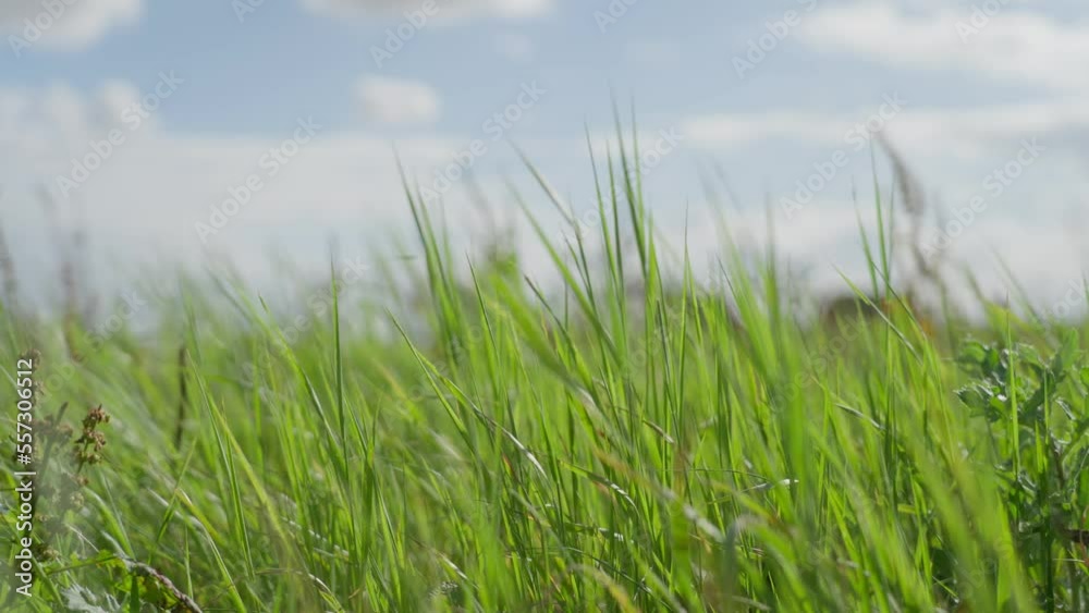 Saturated green high grass waving in heavy wind Saturated green high grass waving in heavy wind