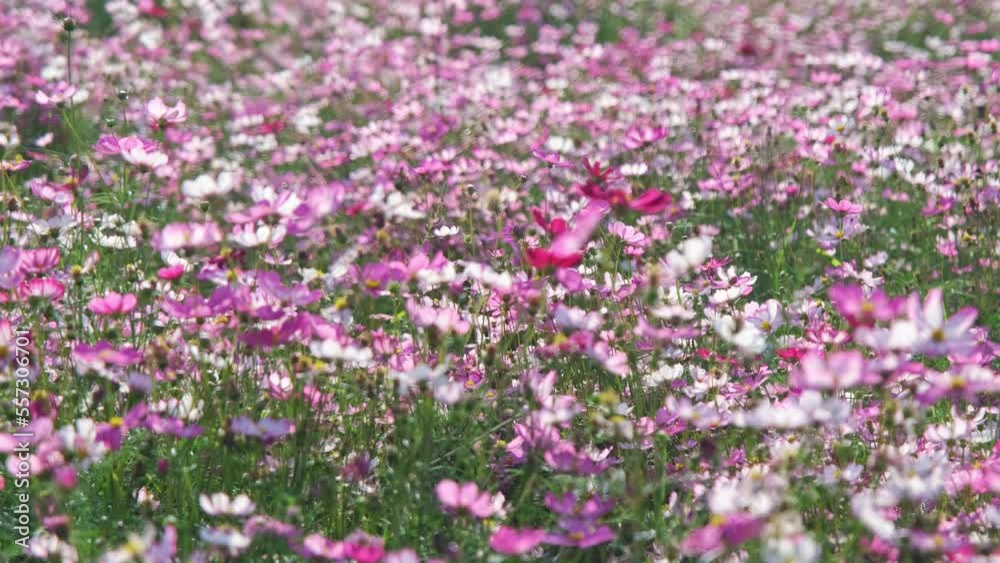 Beautiful cosmos flowers blooming in the garden. Cosmos flowers in nature. Cosmos flowers sway in the wind in the fields. Beautiful cosmos flowers blooming in the garden. Cosmos flowers in nature. Cosmos flowers sway in the wind in the fields.