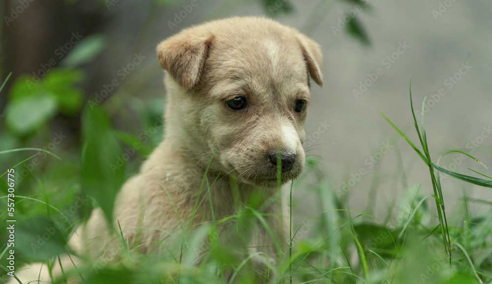 A soft brown small cute little puppy, small cute street dog little puppy sitting on grass in sad or emotional face expression, Emotional Soft Brown Puppy Sitting on Grass Indian Street Dog A soft brown small cute little puppy, small cute street dog little puppy sitting on grass in sad or emotional face expression, Emotional Soft Brown Puppy Sitting on Grass Indian Street Dog
