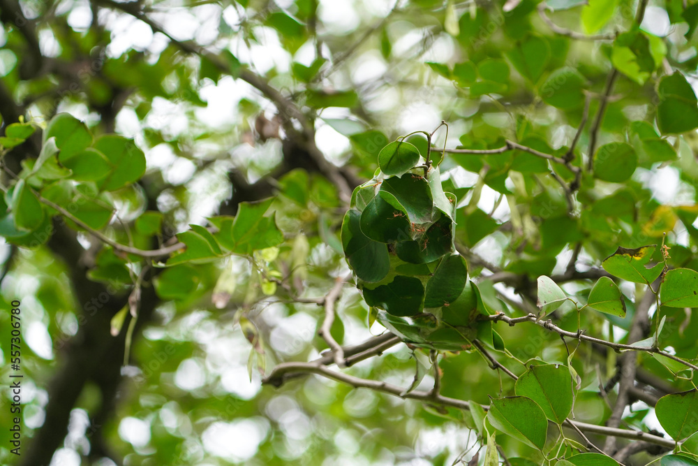 Big Red Ants Building Nest or home on tree with leaf, Red ants build home in teamwork power concept, Close-up Leaf wrapped as a nest of red ants, Red ants made house on tree looking amazing in nature.